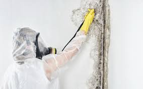 Reliable Amboy, IL Mold Removal Services Solutions